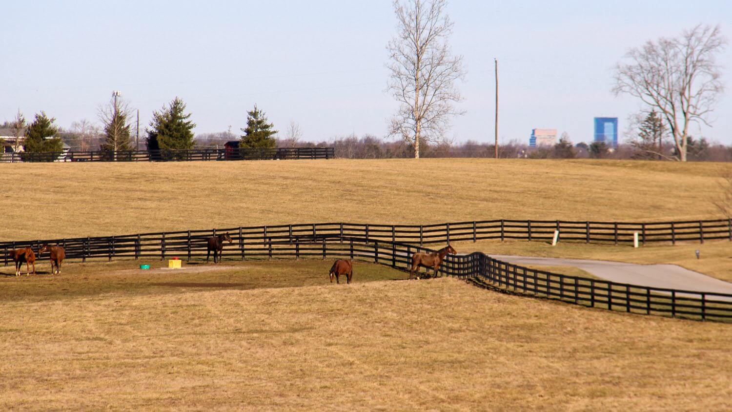 Horses grazing on a Kentucky bluegrass horse farm with the Lexington skyline in the distance — EMF radiation testing and shielding help for Lexington homes